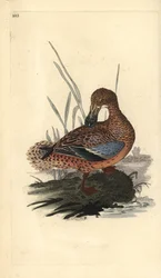 Pato pá (fêmea), Anas clypeata. Placa de cobre colorida à mão, desenhada e gravada por Edward Donovan a partir de sua própria "Natural History of British Birds", Londres.