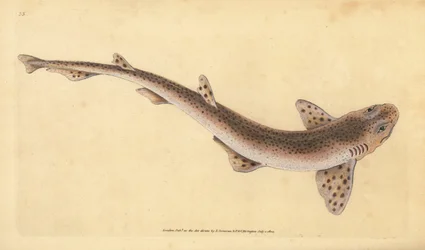 Pequeno tubarão malhado, Scyliorhinus canicula (tubarão menos malhado, Squalus catulus). Placa de cobre colorida à mão desenhada e gravada por Edward Donovan da sua História Natural dos Peixes Britânicos, Donovan e F.C. e J. Rivington, Londres.