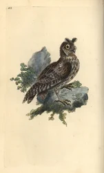 Coruja de orelha pequena lascada ou siberiana, Strix pulchella. (coruja Scops, Otus scops?) Placa de cobre colorida à mão, desenhada e gravada por Edward Donovan a partir de sua própria "Natural History of British Birds," Londres
