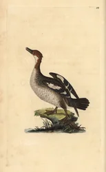 Smew, Mergellus albellus, feminino. Placa de cobre colorida à mão, desenhada e gravada por Edward Donovan a partir de sua própria "Natural History of British Birds", Londres.