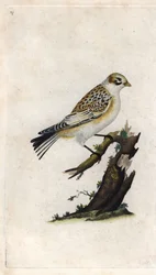 Pardal das Neves. Plectrophenax nivalis (Emberiza nivalis). Gravura em cobre de Edward Donovan (1768-1837), publicada na Histoire naturelle des oiseaux britanniques, Londres.