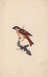 Sparrow. Passe Montanus. Gravura em cobre de Edward Donovan (1768-1837), publicada na Histoire naturelle des oiseaux britanniques, Londres.