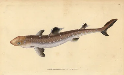 Spiny dogfish, Squalus acanthias (Tubarão apanhado ou peixe de cão). Vulnerável. Placa de cobre colorida à mão desenhada e gravada por Edward Donovan da sua História Natural dos Peixes Britânicos, Donovan e F.C. e J. Rivington, Londres.