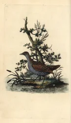 Mancha manchada, Porzana porzana. Placa de cobre colorida à mão, desenhada e gravada por Edward Donovan a partir de sua própria "Natural History of British Birds", Londres.