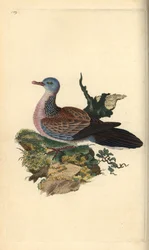 Pomba ou pancou manchada, Spilopelia chinensis. Placa de cobre colorida à mão desenhada e gravada por Edward Donovan a partir de sua própria "Natural History of British Birds", Londres