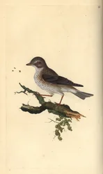 Apanhador de moscas, Muscicapa striata. Placa de cobre colorida à mão, desenhada e gravada por Edward Donovan a partir de sua própria "Natural History of British Birds", Londres.