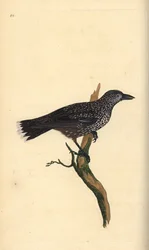 Quebra-nozes manchados, Nucifraga caryocatactes. Placa de cobre colorida à mão, desenhada e gravada por Edward Donovan a partir de sua própria "Natural History of British Birds," Londres