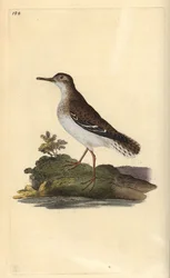 Limpador de areia manchado, Actitis macularia. Placa de cobre colorida à mão, desenhada e gravada por Edward Donovan a partir de sua própria "Natural History of British Birds", Londres.