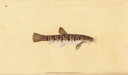 Lixa de pedra, Barbatula barbatula (Barbatula barbatula barbudo, Cobitis barbatula). Placa de cobre colorida à mão, desenhada e gravada por Edward Donovan a partir de sua História Natural dos Peixes Britânicos, Donovan e F.C. e J. Rivington, Londres.