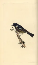 Stonechat, Saxicola rubicola. Placa de cobre colorida à mão, desenhada e gravada por Edward Donovan a partir de sua própria "Natural History of British Birds," Londres