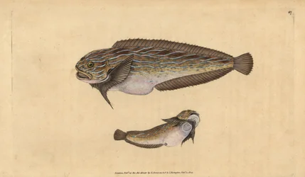 Caracol marinho listrado, Liparis liparis liparis (Unctuous lumpucker, Cyclopterus liparis). Placa de cobre colorida à mão desenhada e gravada por Edward Donovan a partir de sua História Natural dos Peixes Britânicos, Donovan e F.C. e J. Rivington, Londres