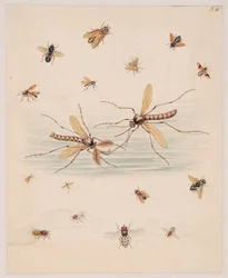Estudos de Animais Invertebrados, Volume II