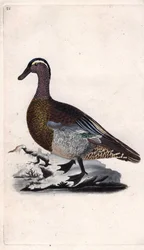 Marreco de Verão. Anas querquedula. Gravura em cobre de Edward Donovan (1768-1837), publicada na Histoire naturelle des oiseaux britanniques, Londres.