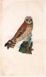 Coruja do Pântano. Asio flammeus (Strix brachyotos, Strix brachyotis). Gravura em cobre de Edward Donovan (1768-1837), publicada na Histoire naturelle des oiseaux britanniques, Londres.