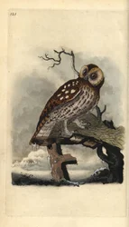 Coruja Tawny, Strix aluco. Placa de cobre colorida à mão, desenhada e gravada por Edward Donovan a partir de sua própria "Natural History of British Birds", Londres.