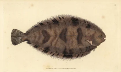 Thickback sole, Microchirus variegatus (sola variegada, Pleuronectes variegatus). Placa de cobre colorida à mão desenhada e gravada por Edward Donovan a partir de sua História Natural dos Peixes Britânicos, Donovan e F.C. e J. Rivington, Londres