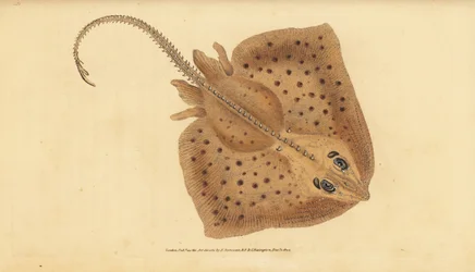 Thornback skate, Raja clavata. Quase ameaçado. Raja rubus, Raja clavata. Placa de cobre colorida à mão, desenhada e gravada por Edward Donovan da sua História Natural dos Peixes Britânicos, Donovan e F.C. e J. Rivington, Londres.