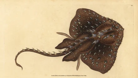 Thorny skate, Amblyraja radiata (Raja radiata, Raja radiata). Vulnerável. Placa de cobre colorida à mão desenhada e gravada por Edward Donovan a partir de sua História Natural dos Peixes Britânicos, Donovan e F.C. e J. Rivington, Londres.