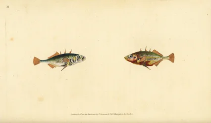 Gasterosteus aculeatus, de três espinhos. Placa de cobre colorida à mão, desenhada e gravada por Edward Donovan a partir de sua História Natural dos Peixes Britânicos, Donovan e F.C. e J. Rivington, Londres.
