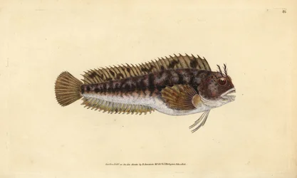 Tompot blenny, Parablennius gattorugine (Gattorugine, Blennius gattorugine). Placa de cobre colorida à mão desenhada e gravada por Edward Donovan da sua História Natural dos Peixes Britânicos, Donovan e F.C. e J. Rivington, Londres