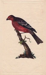 Árvores. Enucleador de Pinicola (enucleador de Loxia). Gravura em cobre de Edward Donovan (1768-1837), publicada na Histoire naturelle des oiseaux britanniques, Londres.