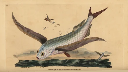 Peixe voador tropical de duas asas ou peixe voador comum. Placa de cobre colorida à mão desenhada e gravada por Edward Donovan da sua História Natural dos Peixes Britânicos, Donovan e F.C. e J. Rivington, Londres.