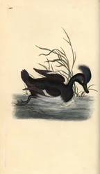 Pato Tufted, Aythya fuligula. Placa de cobre colorida à mão, desenhada e gravada por Edward Donovan a partir de sua própria "Natural History of British Birds", Londres.