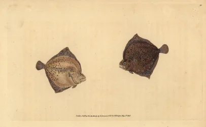 Turbot, Scophthalmus maximus (Cyclops flounder, Pleuronectes cyclops). Placa de cobre colorida à mão desenhada e gravada por Edward Donovan a partir de sua História Natural dos Peixes Britânicos, Donovan e F.C. e J. Rivington, Londres.