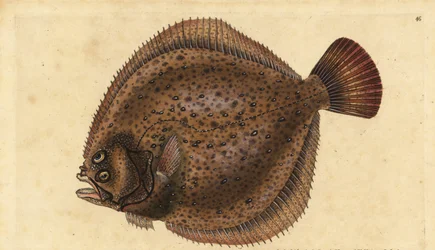 Turbot, Scophthalmus maximus (Pleuronectes maximus). Placa de cobre colorida à mão desenhada e gravada por Edward Donovan a partir de sua História Natural dos Peixes Britânicos, Donovan e F.C. e J. Rivington, Londres.