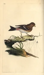 Twite, Carduelis flavirostris. Placa de cobre colorida à mão, desenhada e gravada por Edward Donovan a partir de sua própria "Natural History of British Birds," Londres