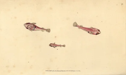 Peixe de duas manchas, Diplecogaster bimaculata bimaculata (Bimaculated sucker, Cyclopterus bimaculatus). Placa de cobre colorida à mão, desenhada e gravada por Edward Donovan da sua História Natural dos Peixes Britânicos, Donovan e F.C. e J. Rivington, Lo