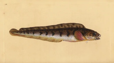Viviparous eelpout, Zoarces viviparus (Viviparus blenny, Blennius viviparus). Placa de cobre colorida à mão desenhada e gravada por Edward Donovan da sua História Natural dos Peixes Britânicos, Donovan e F.C. e J. Rivington, Londres.