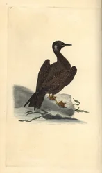 Wagel gull, jovem da grande gaivota de costas negras, Larus marinus. Placa de cobre colorida à mão desenhada e gravada por Edward Donovan a partir de sua própria "Natural History of British Birds", Londres.