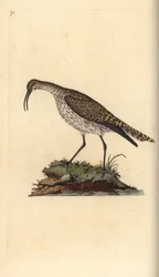 Whimbrel, Numenius phaeopus. Placa de cobre colorida à mão, desenhada e gravada por Edward Donovan a partir de sua própria "Natural History of British Birds", Londres.