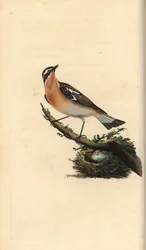 Whinchat, Saxicola rubetra. Placa de cobre colorida à mão, desenhada e gravada por Edward Donovan a partir de sua própria "Natural History of British Birds", Londres.