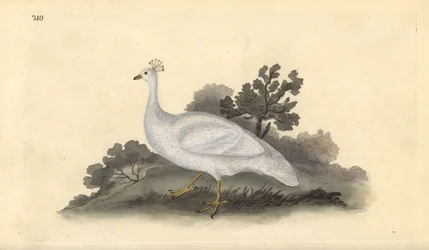 Ave de crista branca (fêmea), Pavo cristatus. Placa de cobre colorida à mão desenhada e gravada por Edward Donovan a partir de sua própria "Natural History of British Birds", Londres.