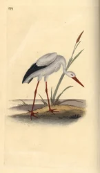 Cegonha branca, Ciconia ciconia. Placa de cobre colorida à mão, desenhada e gravada por Edward Donovan a partir de sua própria "Natural History of British Birds", Londres.