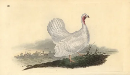 Peru branco, Melagris gallopavo (variante). Placa de cobre colorida à mão desenhada e gravada por Edward Donovan a partir de sua própria "Natural History of British Birds", Londres