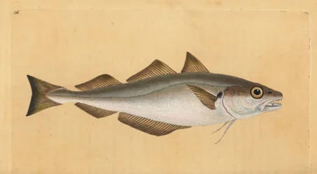 Whiting, Merlangius merlangus (Gadus merlangus). Placa de cobre colorida à mão desenhada e gravada por Edward Donovan a partir de sua História Natural dos Peixes Britânicos, Donovan e F.C. e J. Rivington, Londres.