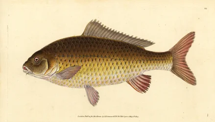 Carpa comum selvagem, Cyprinus carpio. Vulnerável. Placa de cobre colorida à mão desenhada e gravada por Edward Donovan da sua História Natural dos Peixes Britânicos, Donovan e F.C. e J. Rivington, Londres.