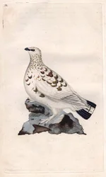 Lagópode-dos-salgueiros. Lagopus lagopus (Tetrao lagopus). Gravura em cobre de Edward Donovan (1768-1837), publicada em História Natural das Aves Britânicas, Londres