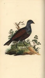 Tetraz de madeira, Tetrao urogallus. Placa de cobre colorida à mão desenhada e gravada por Edward Donovan a partir de sua própria "Natural History of British Birds", Londres