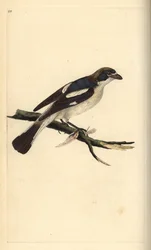 Woodchat shrike, senador Lanius. Placa de cobre colorida à mão, desenhada e gravada por Edward Donovan a partir de sua própria "Natural History of British Birds", Londres