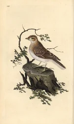 Woodlark, Lullula arborea. Placa de cobre colorida à mão, desenhada e gravada por Edward Donovan a partir de sua própria "Natural History of British Birds," Londres