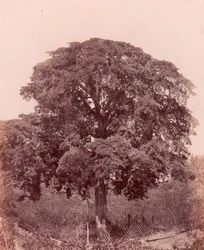 estudo da árvore, 1850-53.