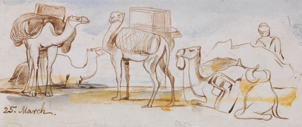 Camelos