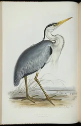 Garça-real, de &39;The Birds of Europe&39;, de John Gould