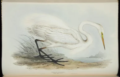 Garça-branca-grande, de &39;The Birds of Europe&39;, de John Gould