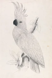 Cacatua-de-crista-amarela-menor (Prancha 4)