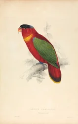 Lorius Domicella / Lorry-de-cabeça-preta (Lâmina 37)